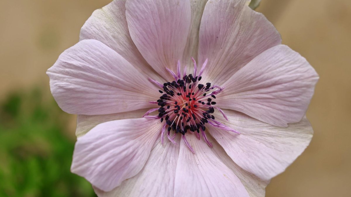 Anemone coronaria