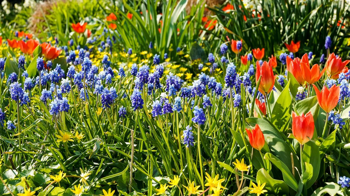 spring flowers garden