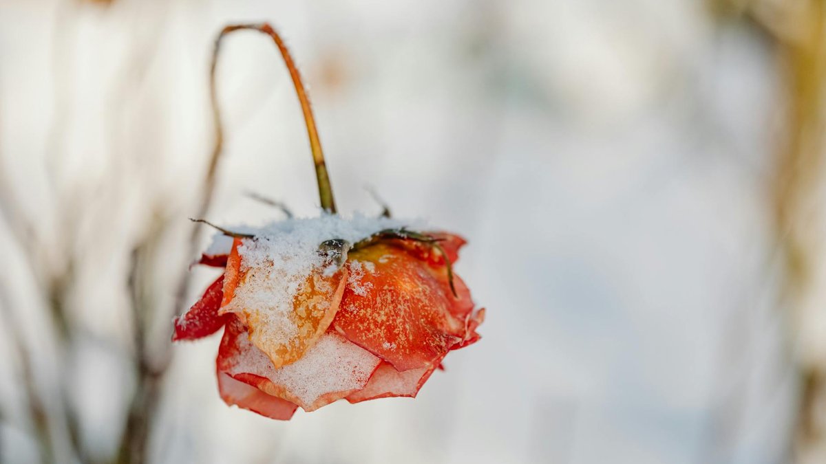 dormant rose winter