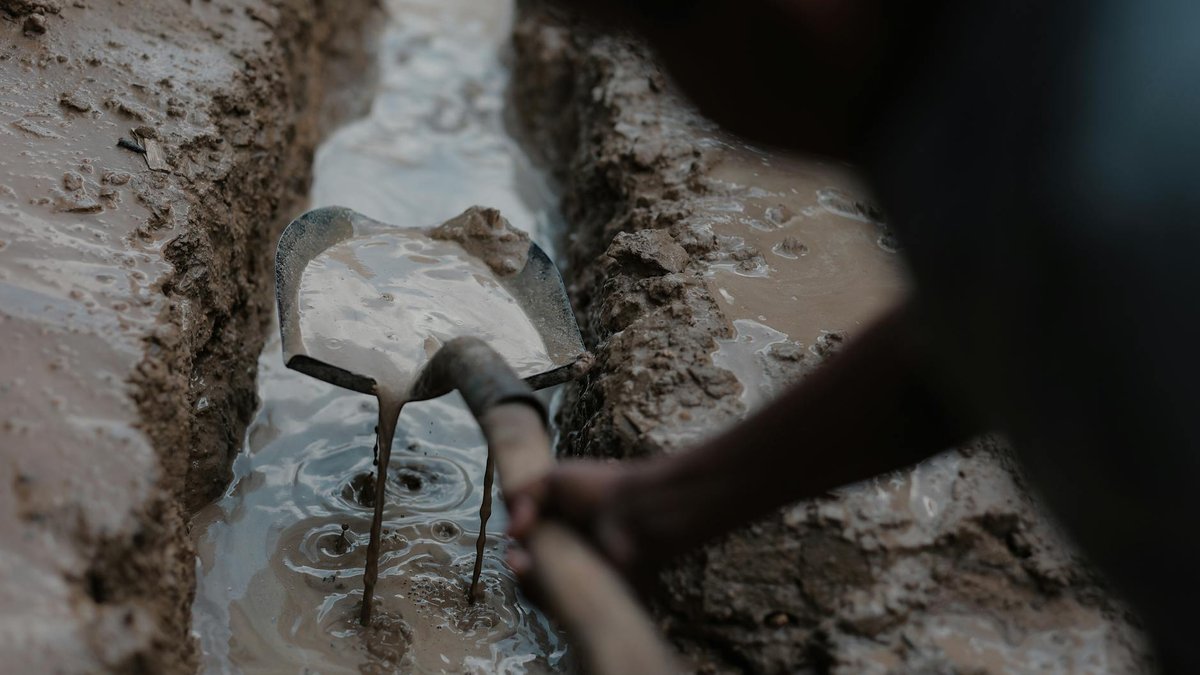 digging rose roots