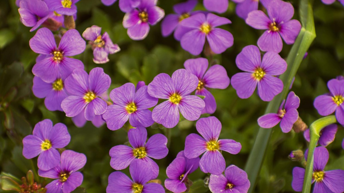 aubrieta flowers