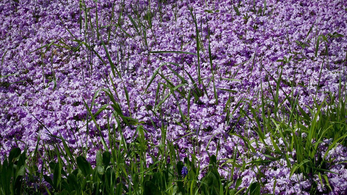 creeping phlox ground cover