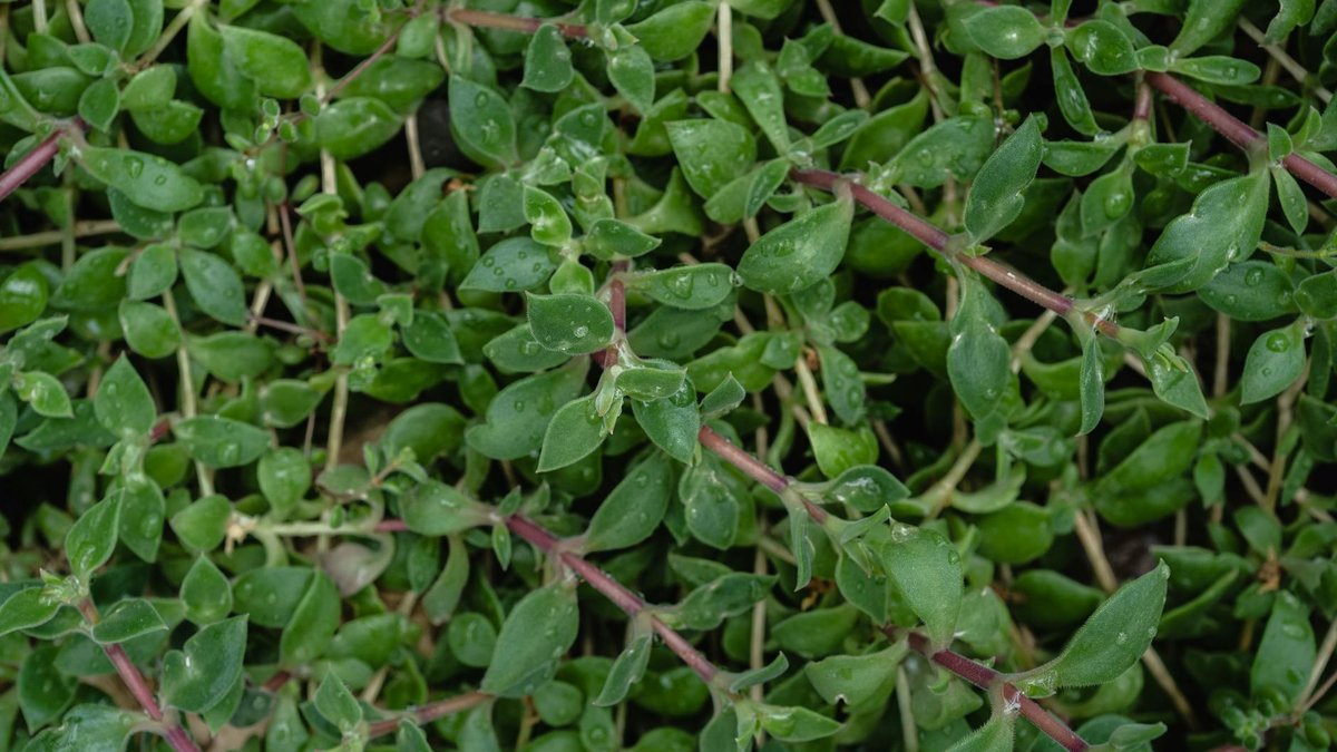 thyme serpyllum ground cover