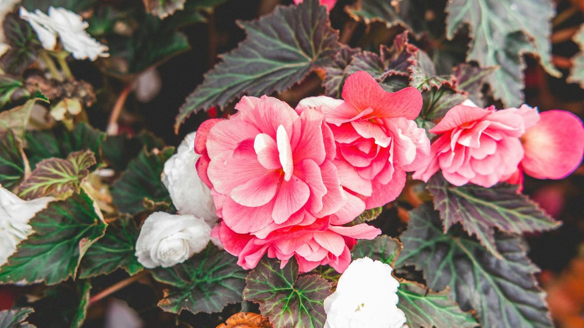 begonia semperflorens shade