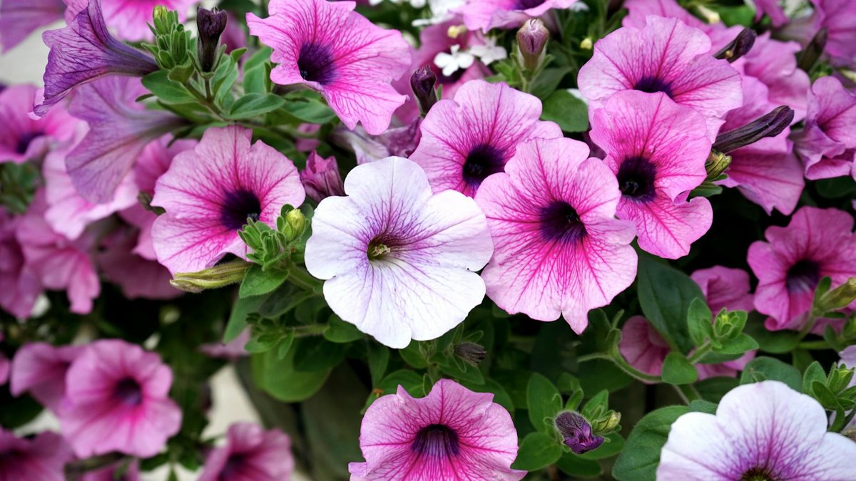 fast growing annuals