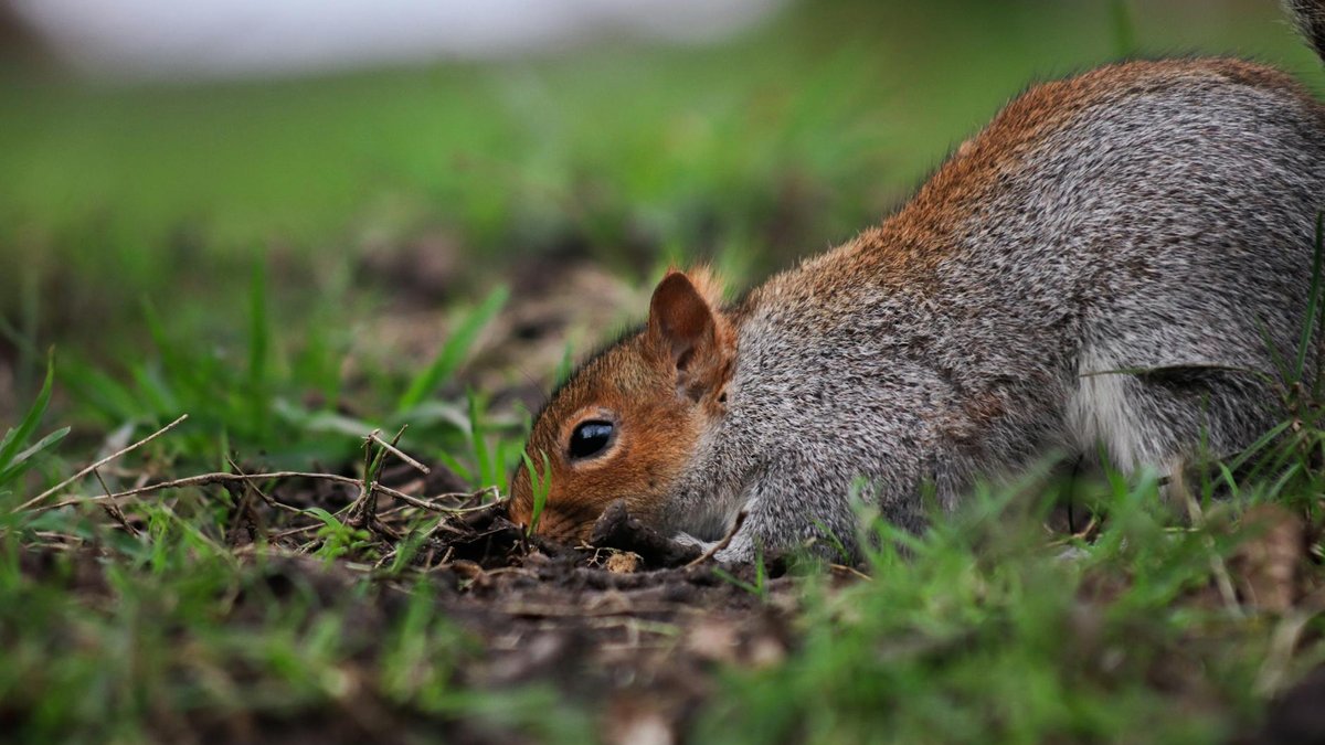 squirrel digging bulbs