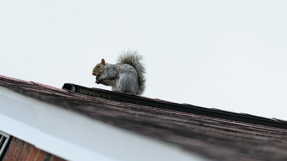 squirrel deterrent spray