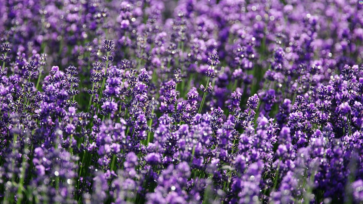 lavender flowers