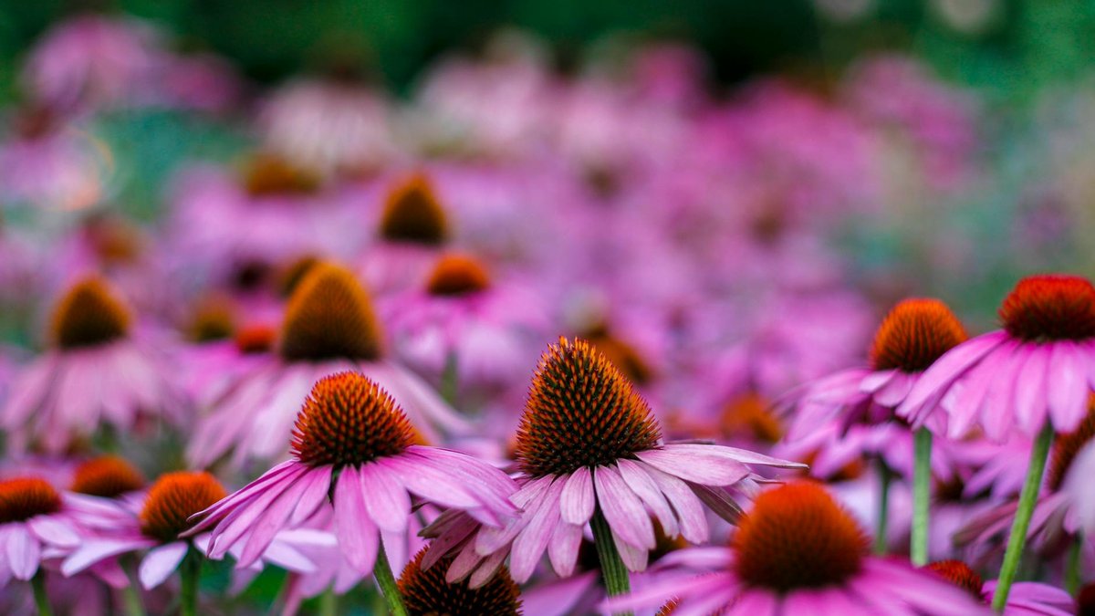 echinacea purple