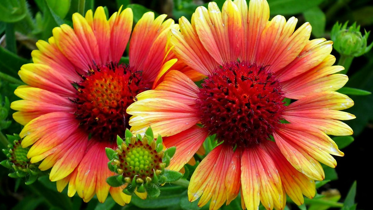 gaillardia flowers