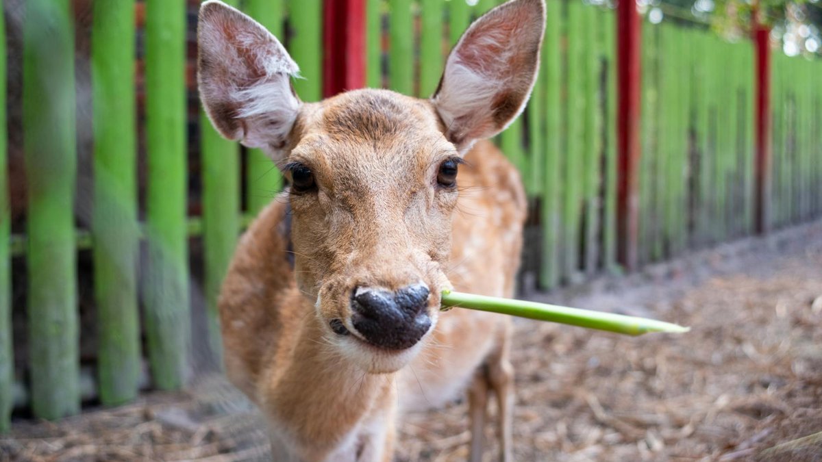 deer eating garden