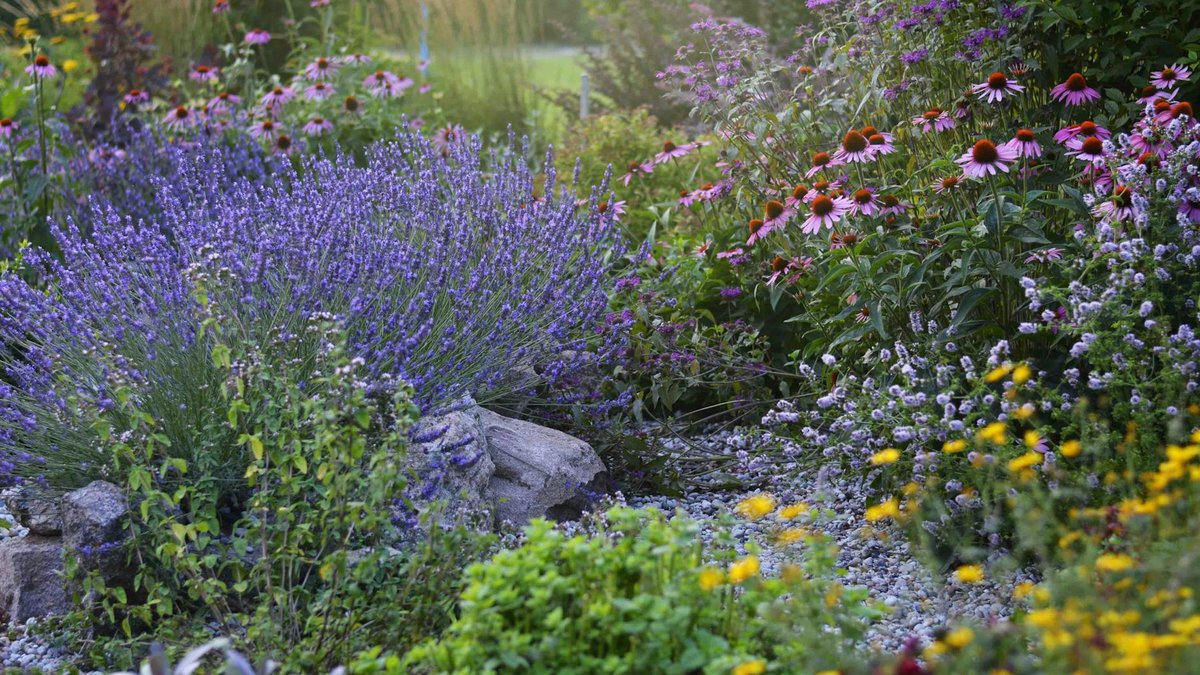perennial garden