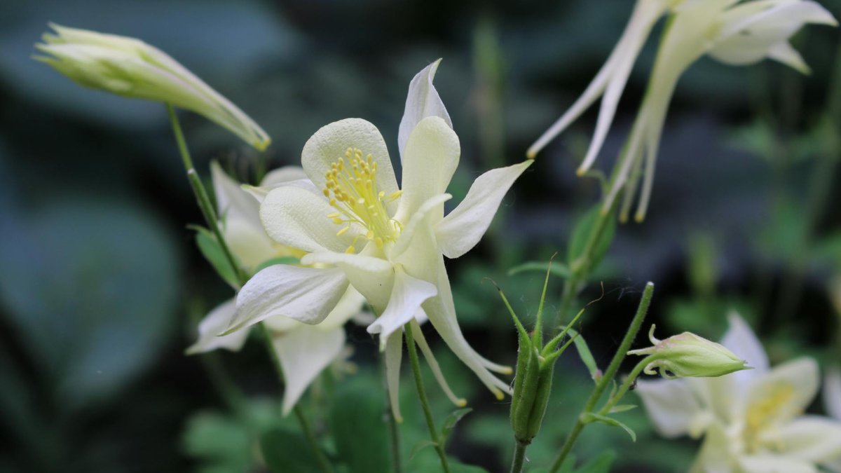 columbine flower