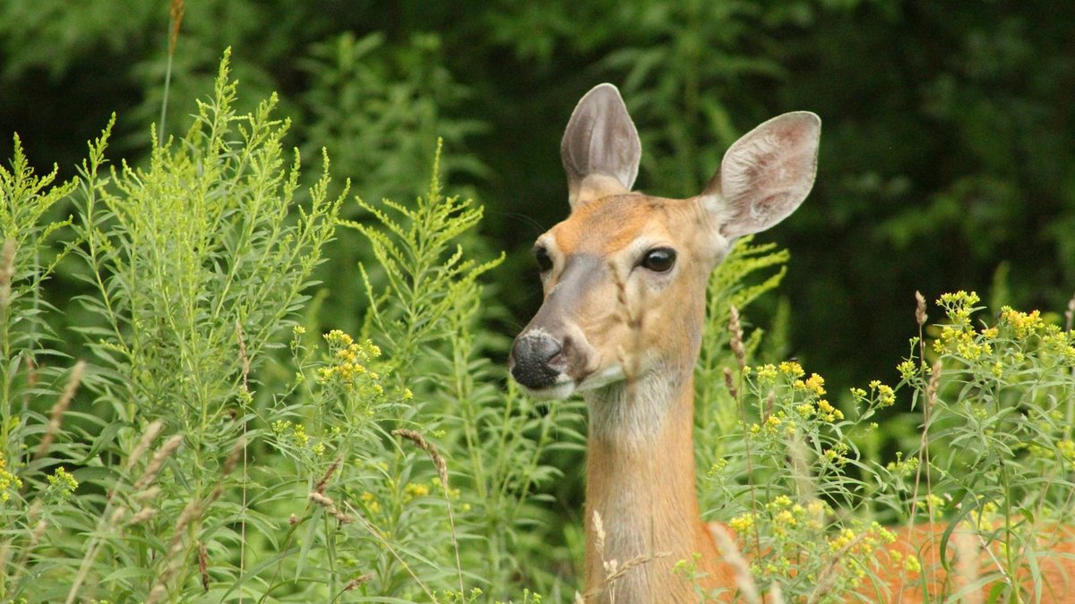 deer resistant plants