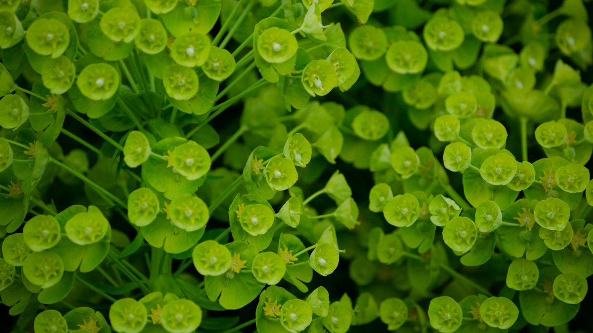 euphorbia characias
