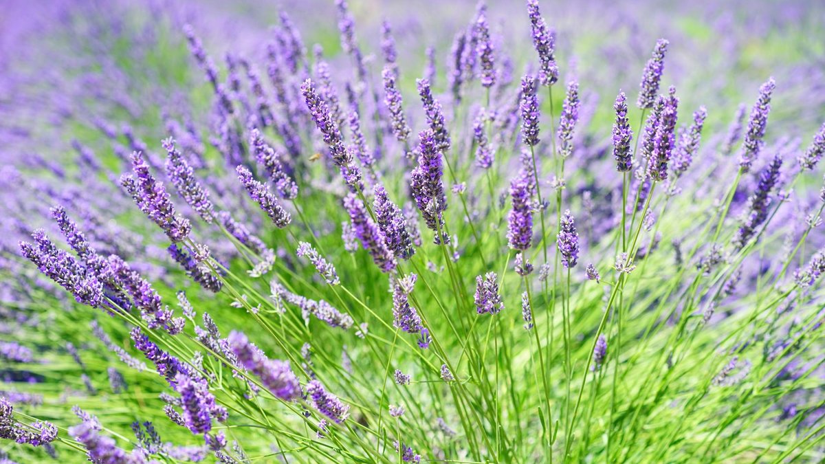 lavender plant