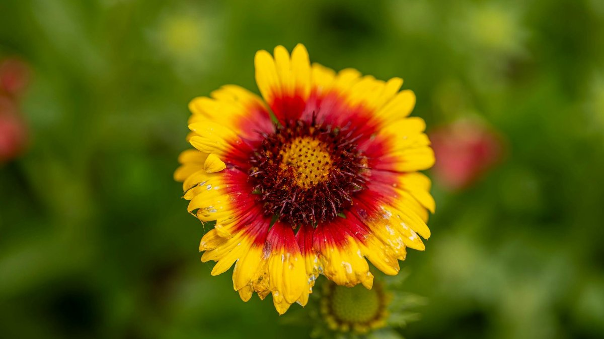 gaillardia flower