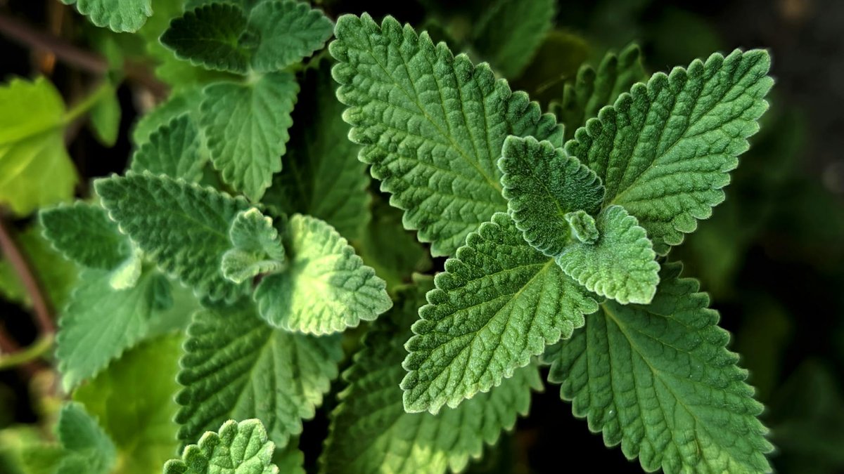 nepeta plant