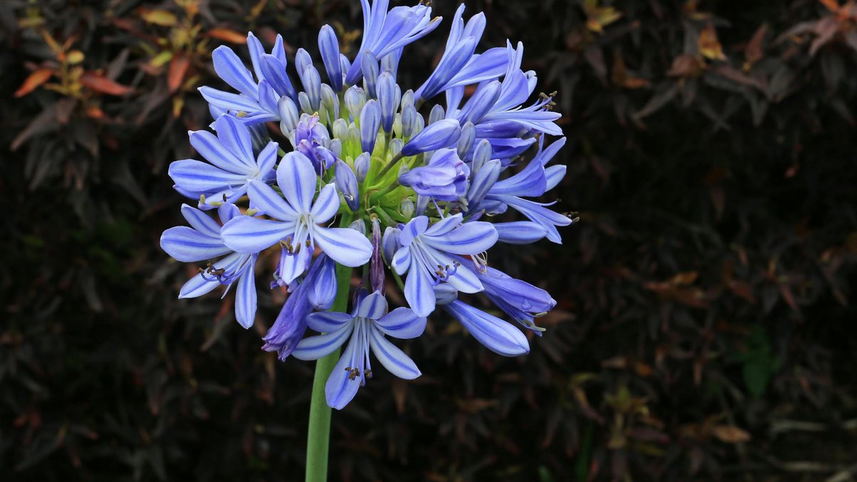 agapanthus flower