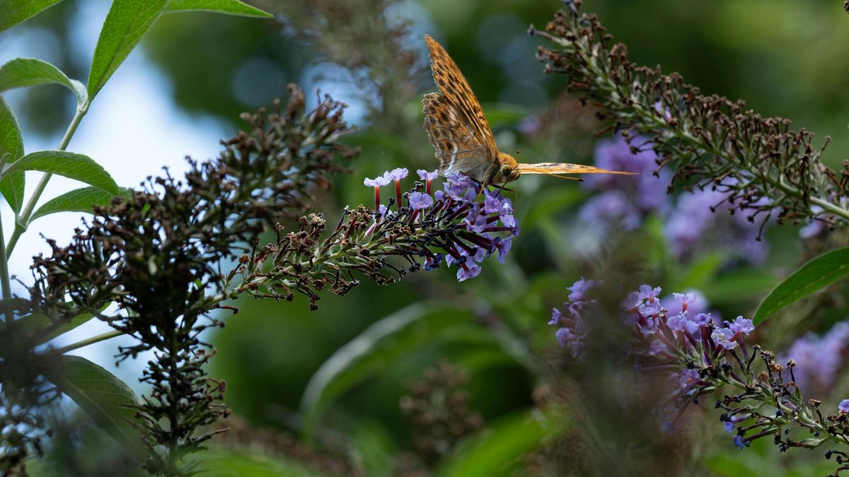 butterfly bush pruning