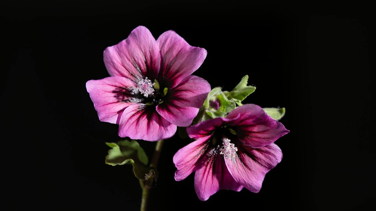 lavatera pruning
