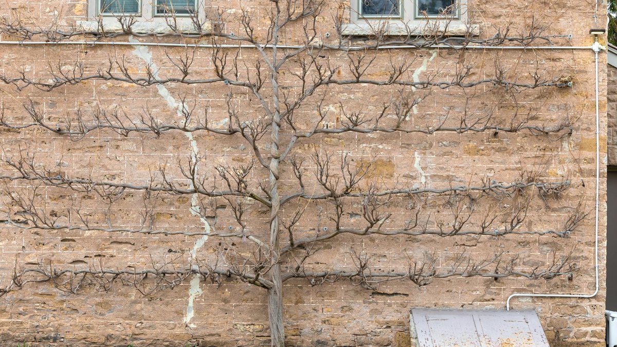 climbing plant pruning