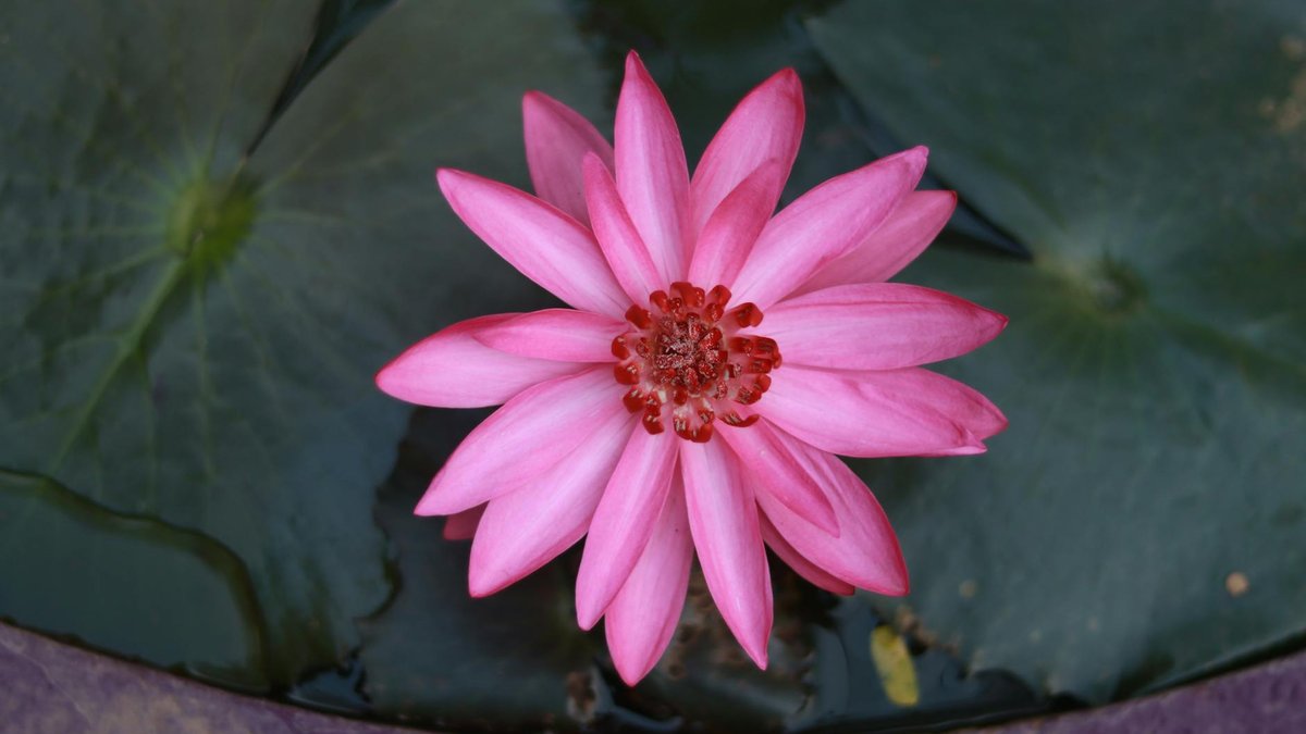 mini water lily