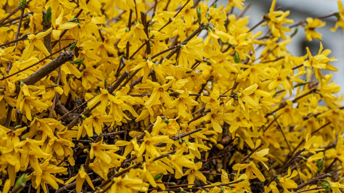 forsythia pruning