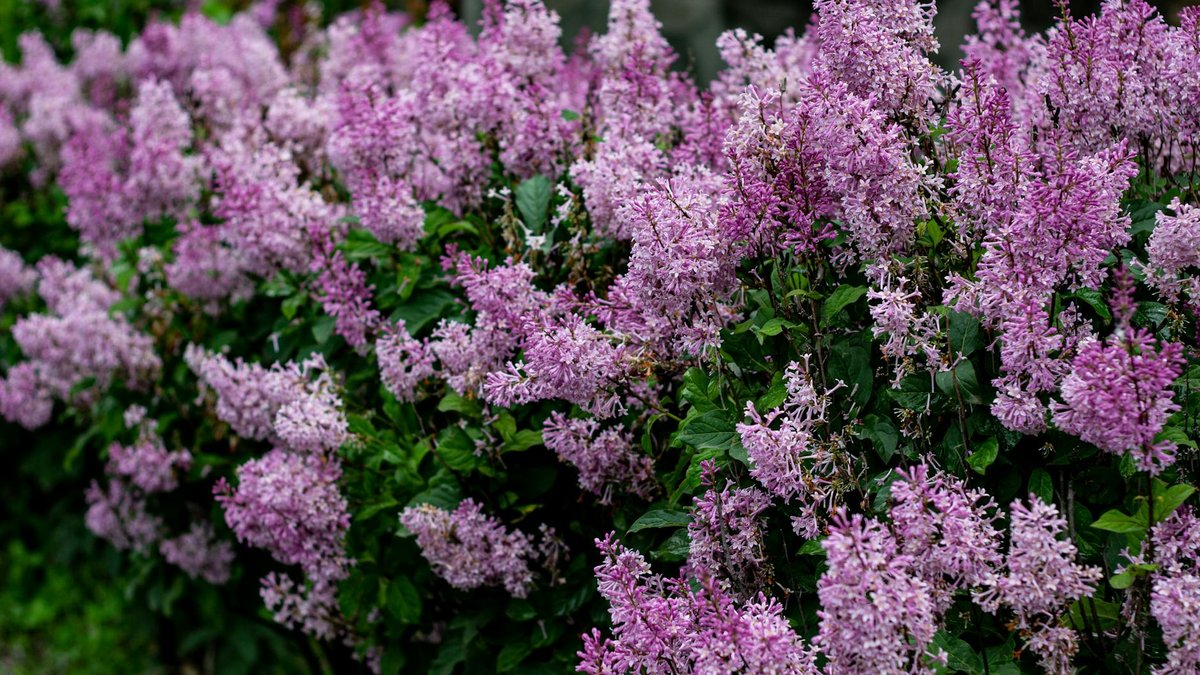 lilac shrub