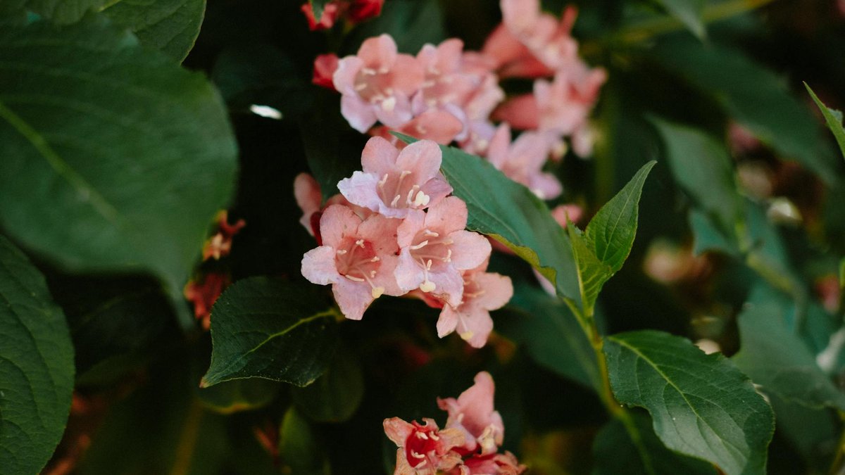 weigela flowers