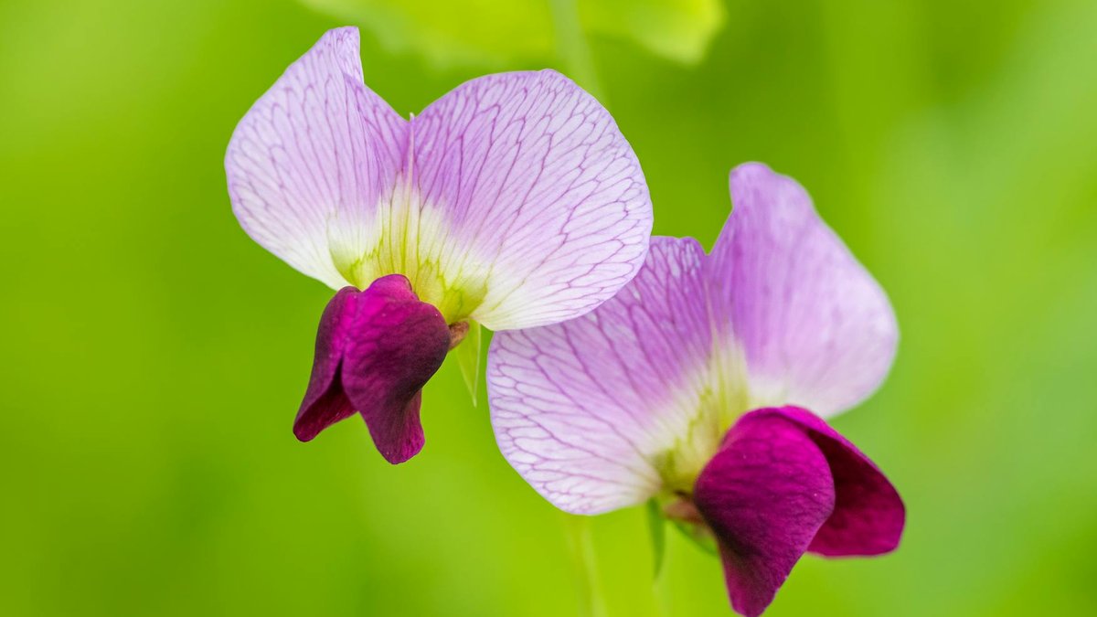 sweet pea climbing