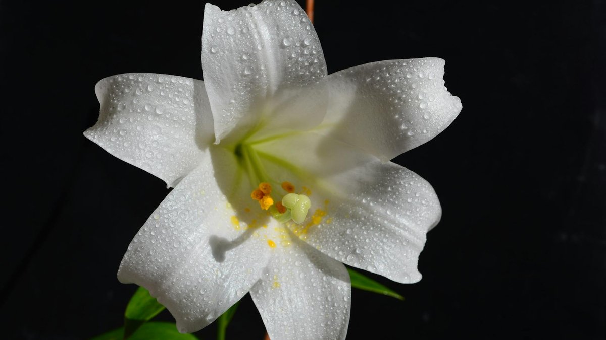 Easter lily bulb