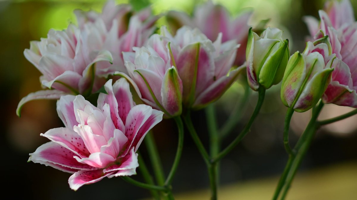 lily bulbils