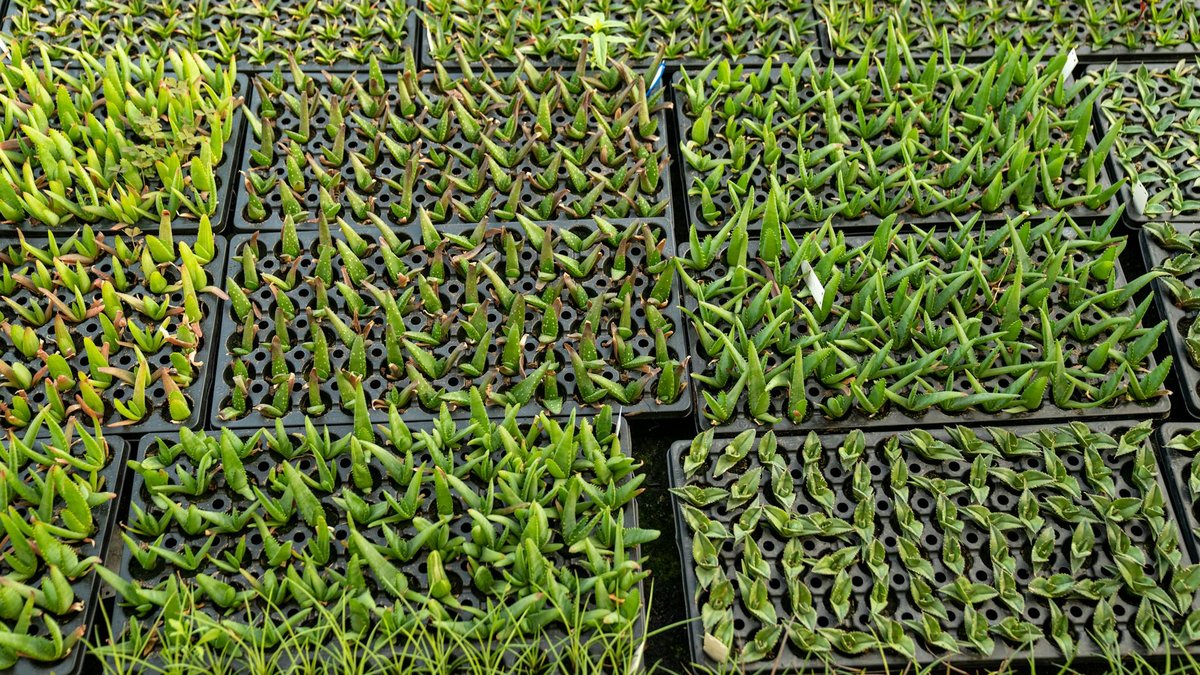 lily scale propagation