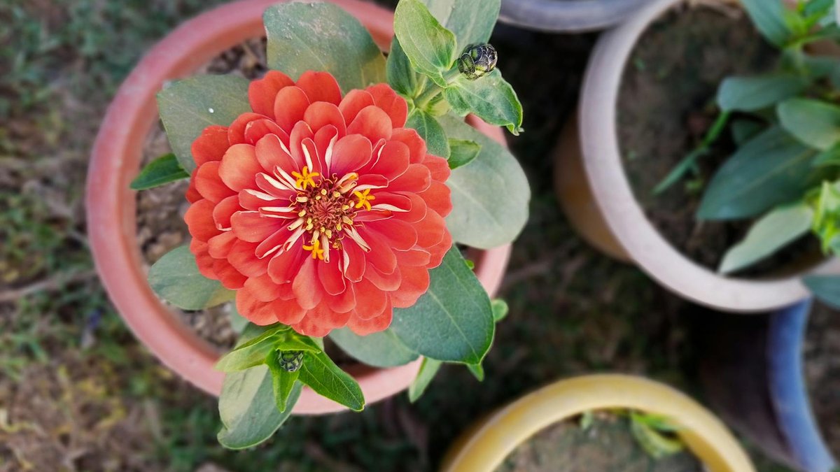 zinnias in pots