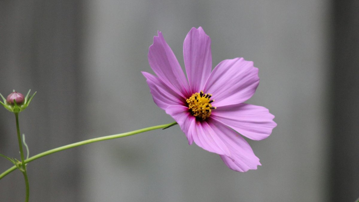cosmos flowers balcony