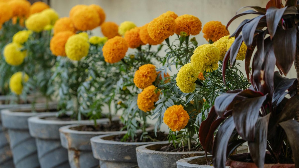 marigolds in containers
