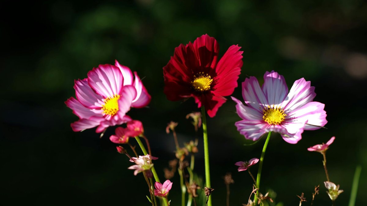 cosmos flowers