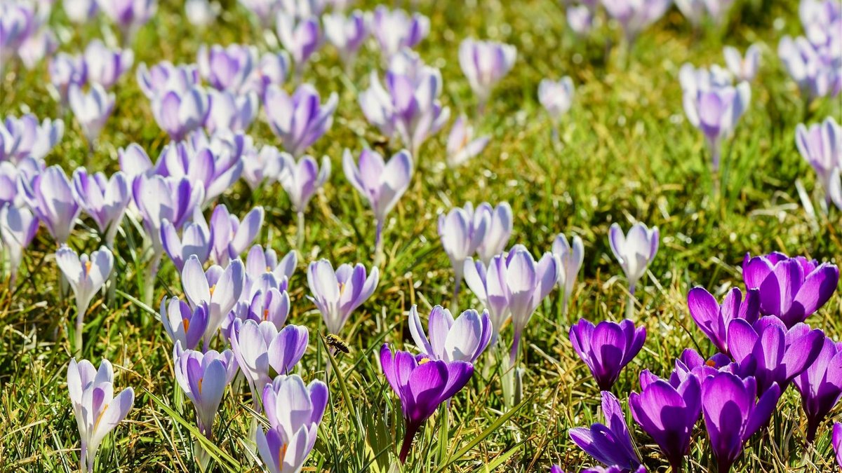 crocus corms