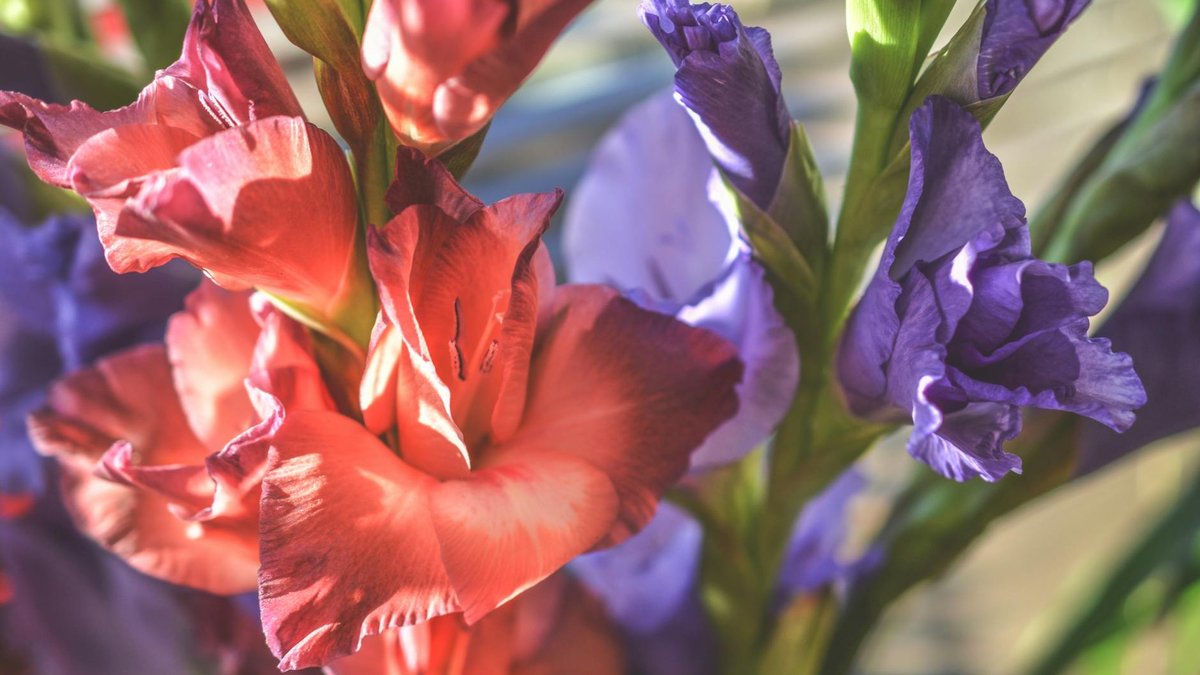 gladiolus corms