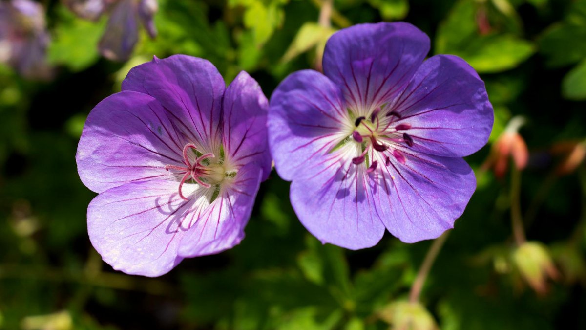 Geranium perennial