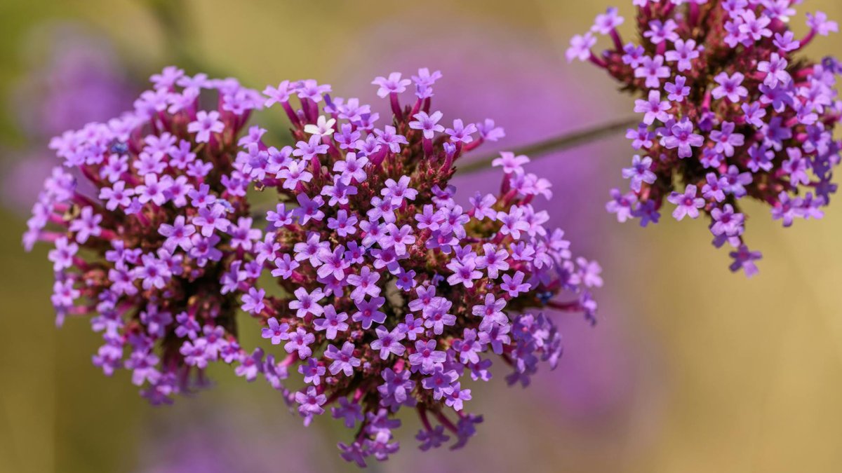 Verbena bonariensis