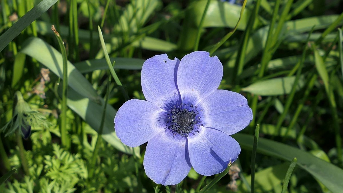 anemone coronaria spring