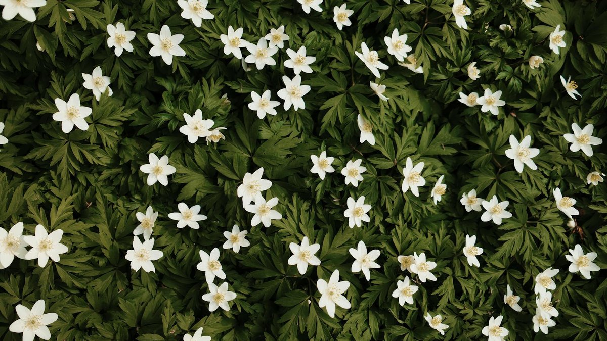 anemone nemorosa carpet
