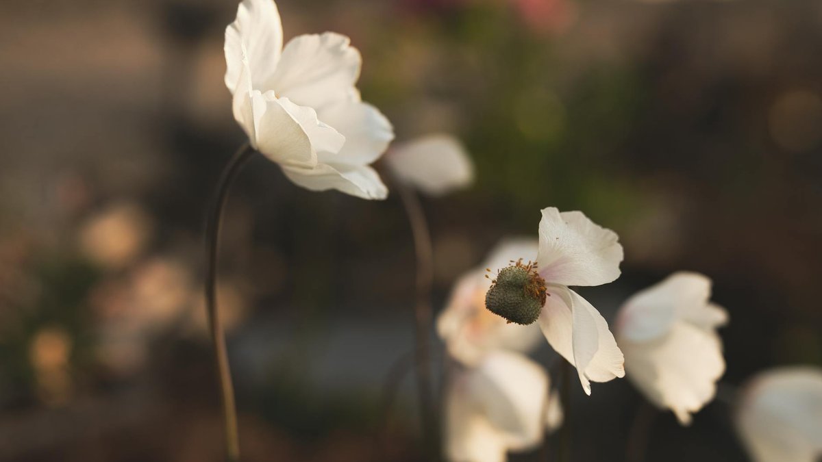 anemone honorine jobert