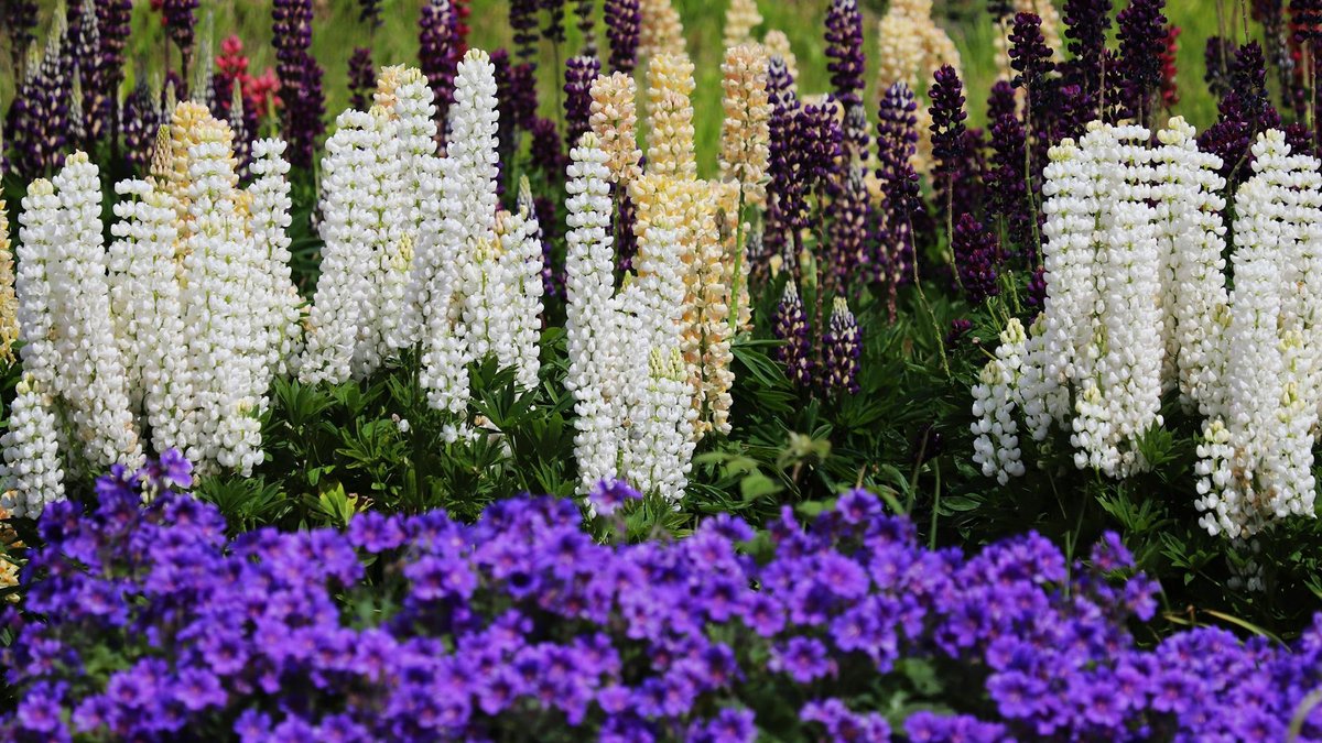 spring perennials