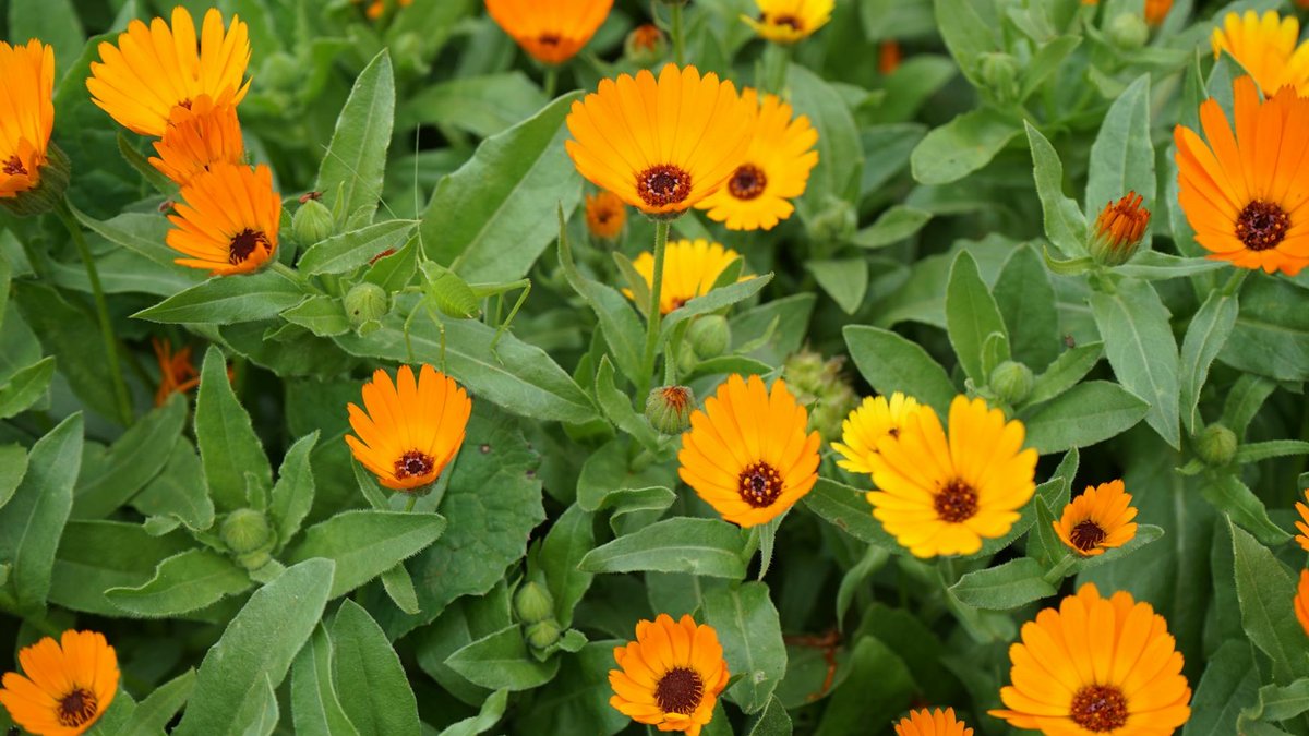 soucis calendula