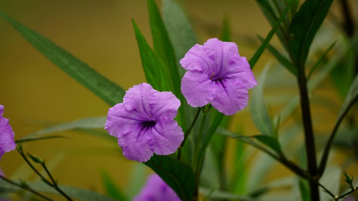 capucines fleurs