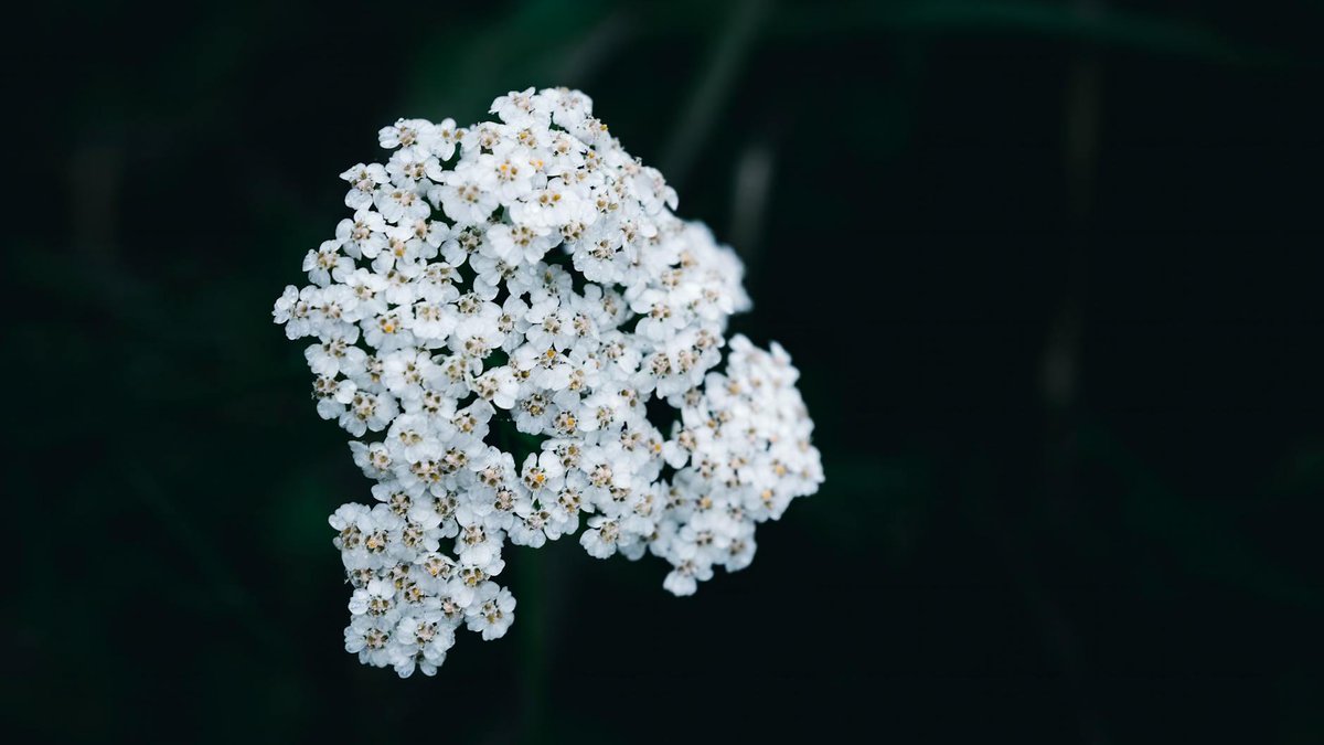 coriandre fleurs