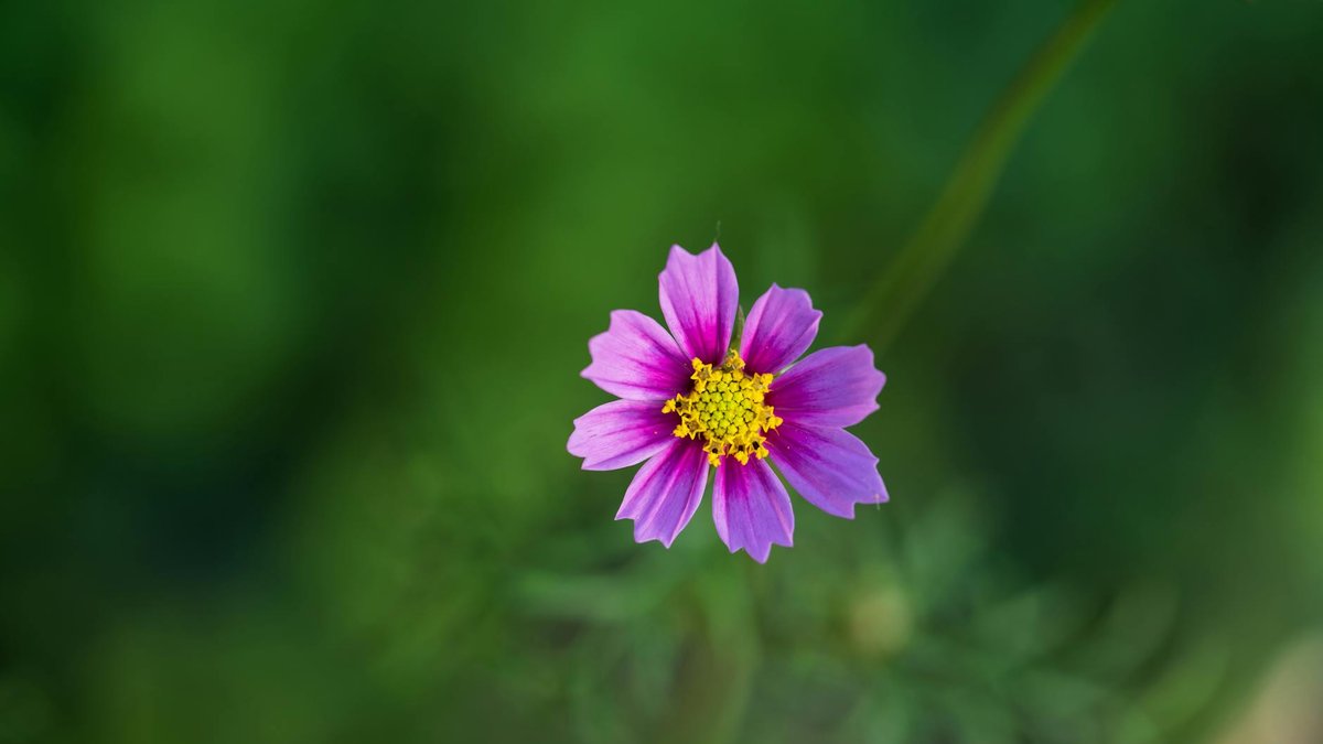 cosmos fleurs